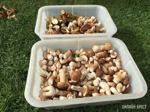 Нужно ли белорусам платить налог с доходов от продажи ягод и грибов