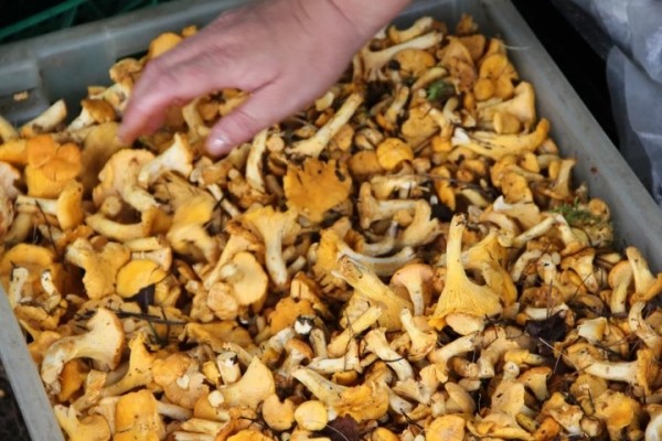 В четыре раза дороже: белорусские лисички появились в магазинах Германии В четыре раза дороже: белорусские лисички появились в магазинах Германии