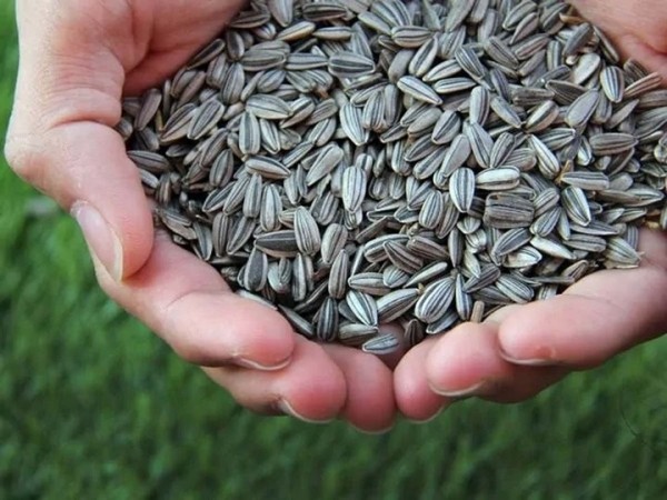 Если есть семечки, заработаешь аппендицит? Спросили у врача