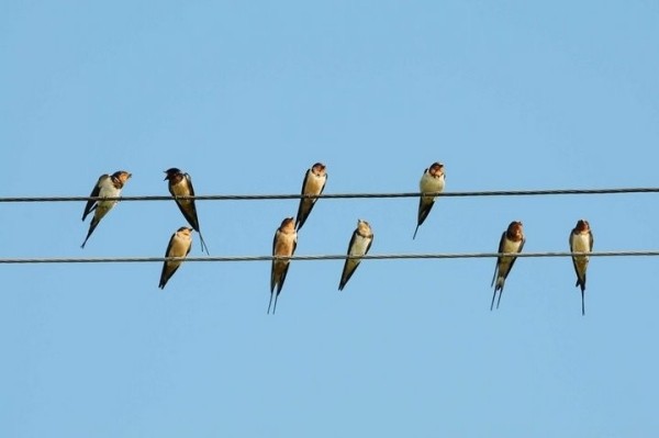 Почему птиц на проводах не бьет током: разбираемся в сути феномена