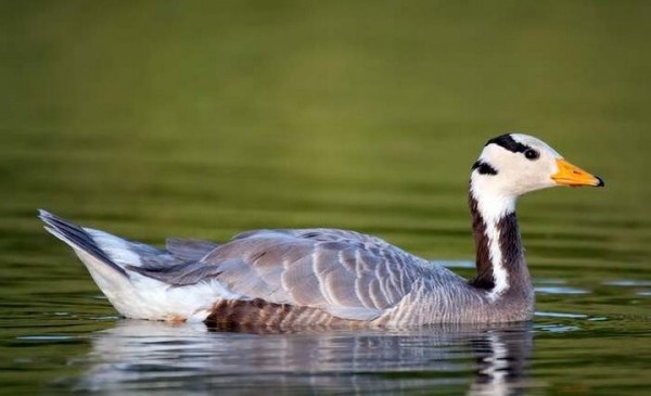 Какая максимальная высота полета птицы? Какая максимальная высота полета птицы?