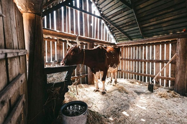 Показали первые фото со съемок фильма по мотивам «Простоквашино» Показали первые фото со съемок фильма по мотивам «Простоквашино»