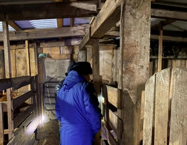 Свиньи загрызли 17-летнюю школьницу