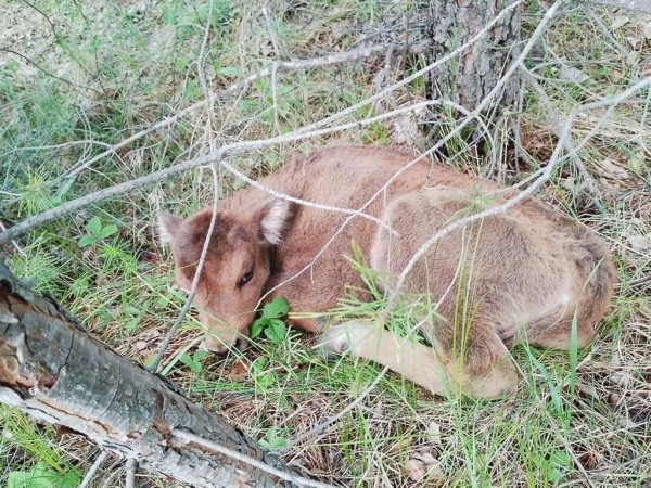 У беловежских зубров в Башкортостане родилось уже пять телят