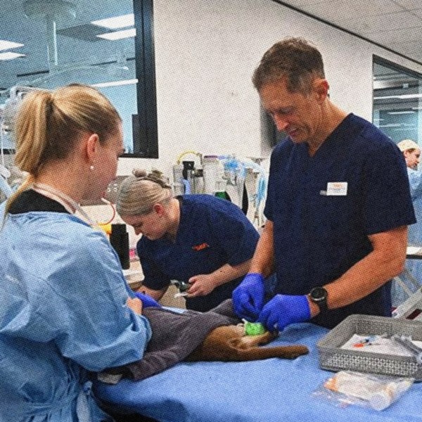 Этот кот пережил часовую стирку в машинке